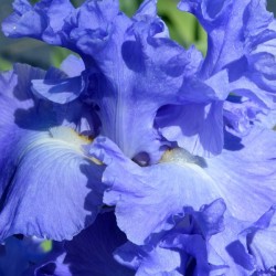 Metoleus Blue Bearded Iris